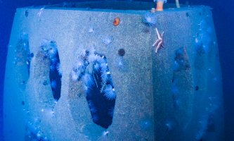 An underwater picture showing additional units made of concrete with starfish, anemones and sea urchins attached to the surface. 