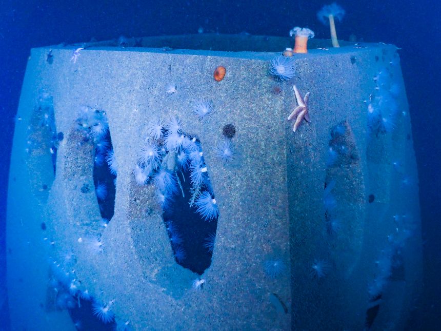 An underwater picture showing additional units made of concrete with starfish, anemones and sea urchins attached to the surface. 