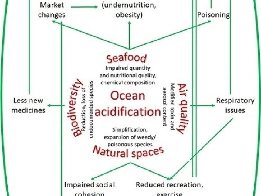 Ocean Acidification And Human Health | NIVA