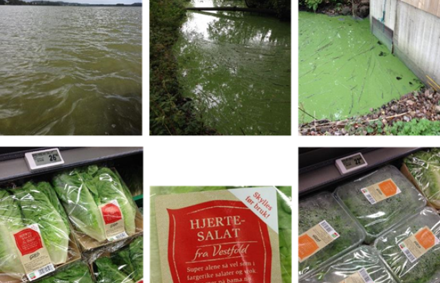 Different pictures of green water and salads