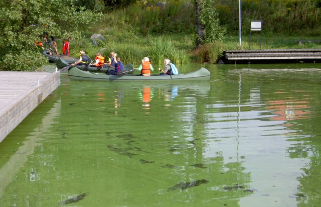 Barn padler kano i grønt, grunt vann