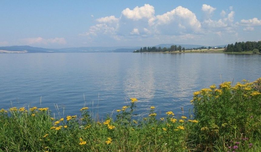 Flowers on the shores of Mjøsa